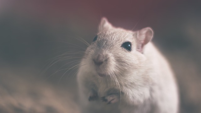 Mouse in Climate Controlled Storage