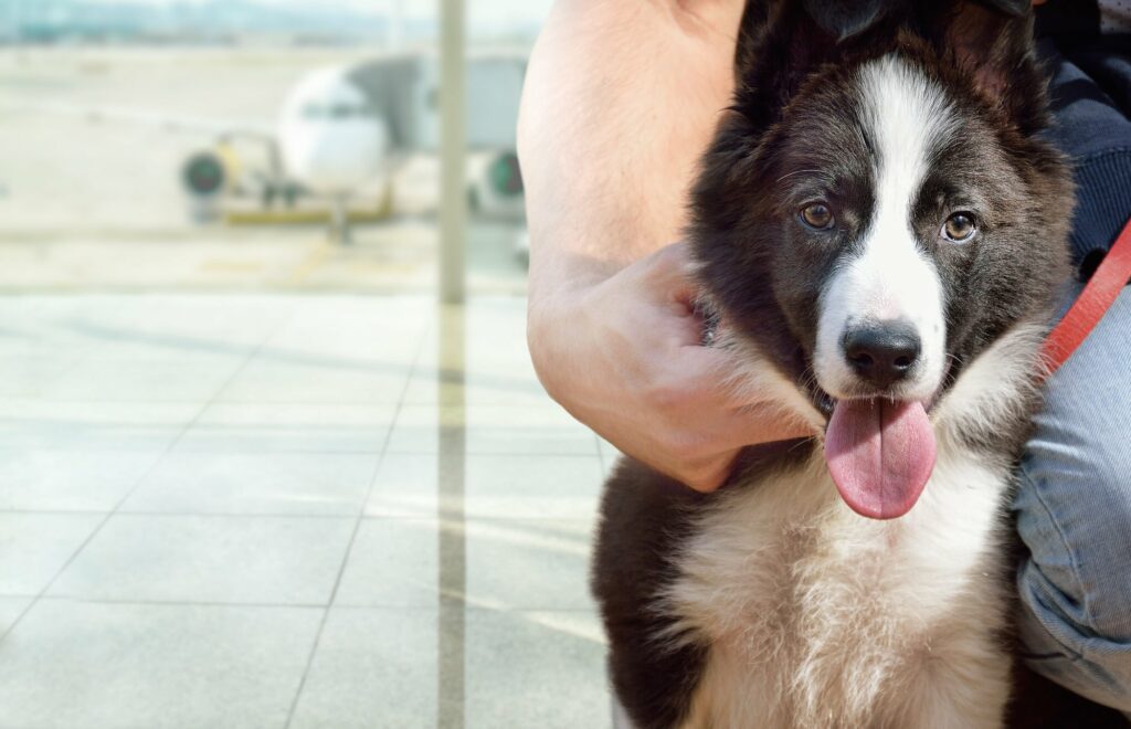 Flying With a Large Dog Airplane Travel Tips For Big Dogs
