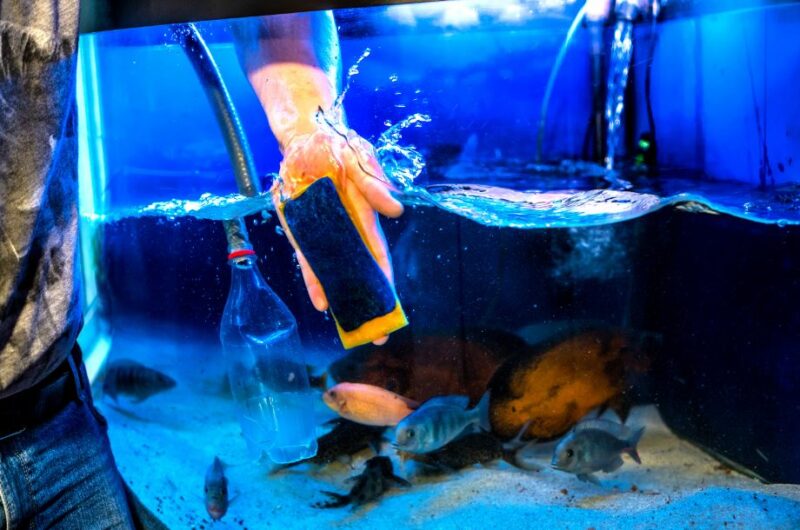 A Complete Guide for How to Clean a Fish Tank Neighbor Blog