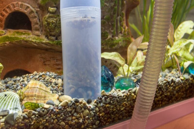 A Complete Guide for How to Clean a Fish Tank Neighbor Blog
