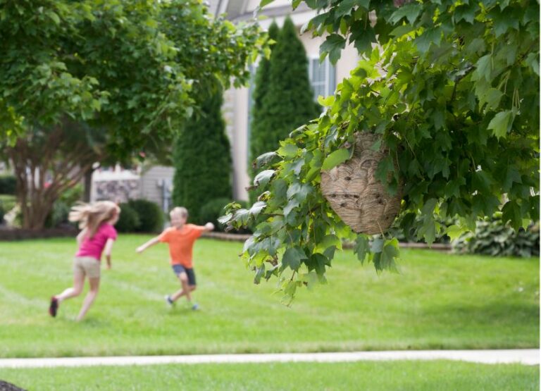 The Complete Guide to How to Get Rid of Wasps Neighbor Blog