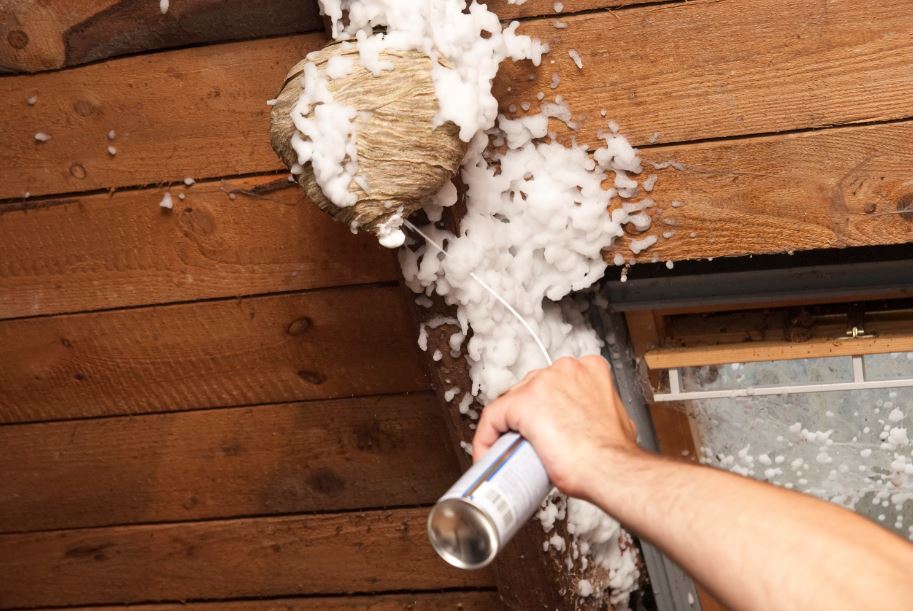 The Complete Guide to How to Get Rid of Wasps Neighbor Blog