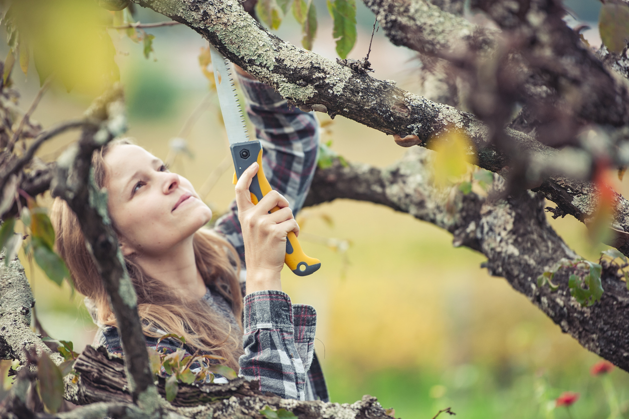 young woman trimming a fruit tree in the late fall